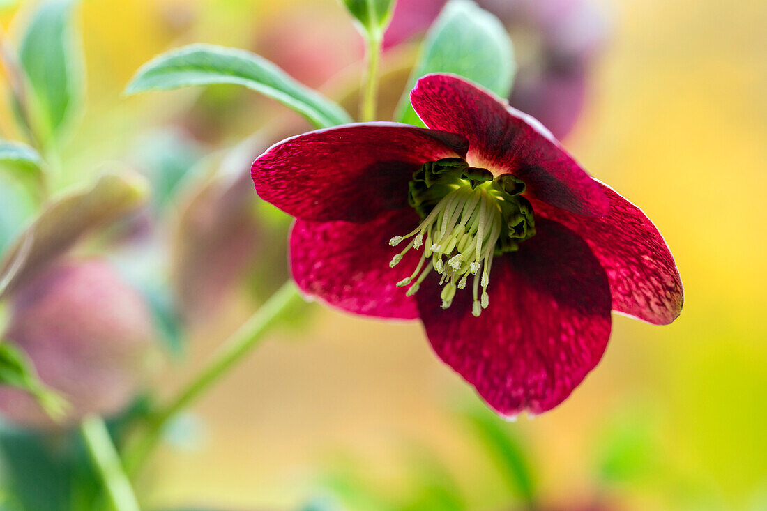Helleborus orientalis, red
