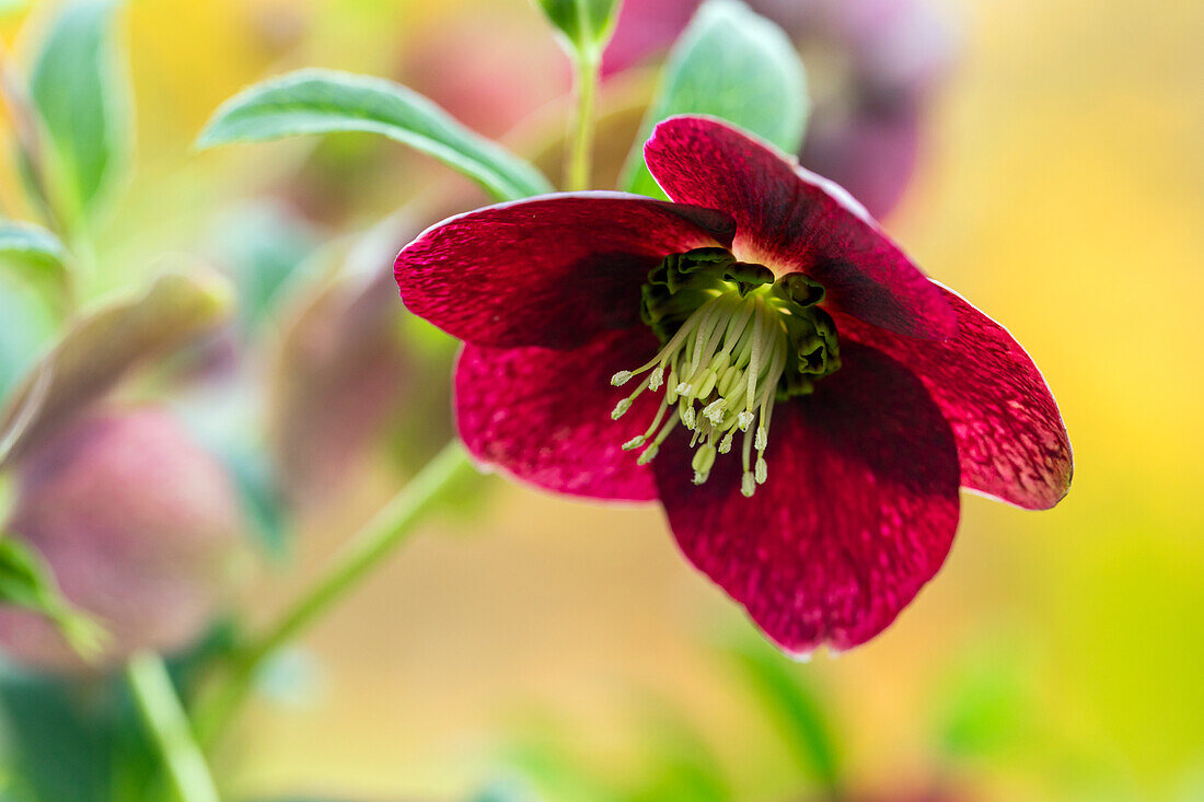 Helleborus orientalis, rot