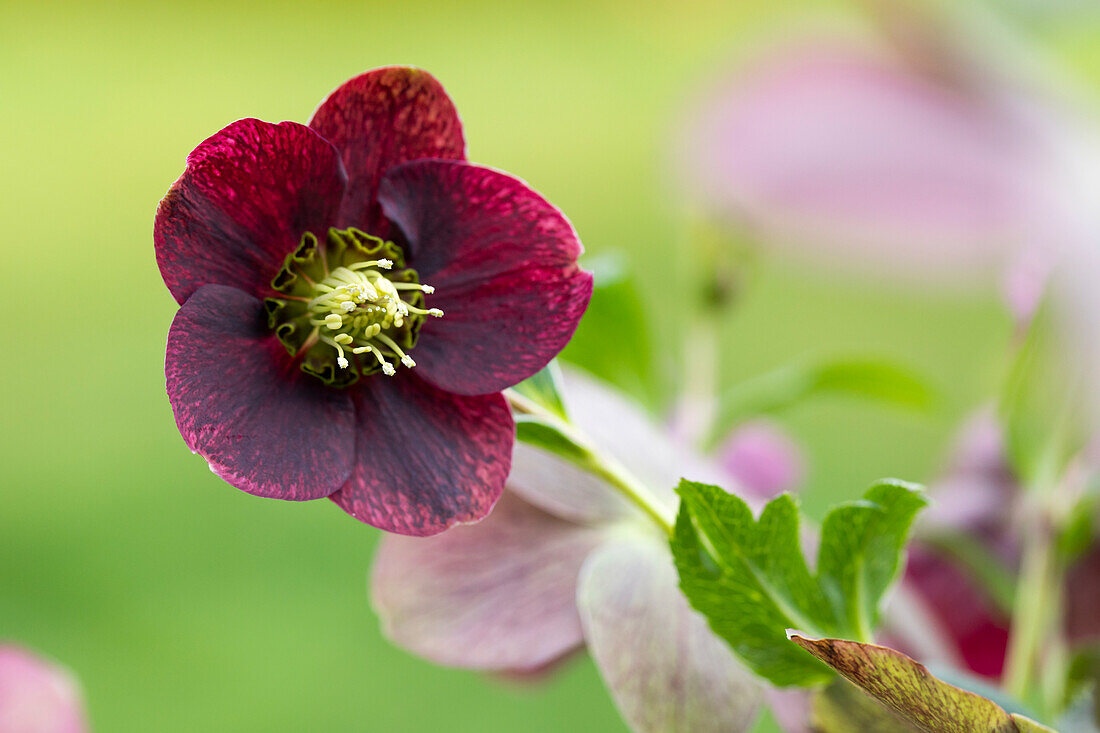 Helleborus orientalis