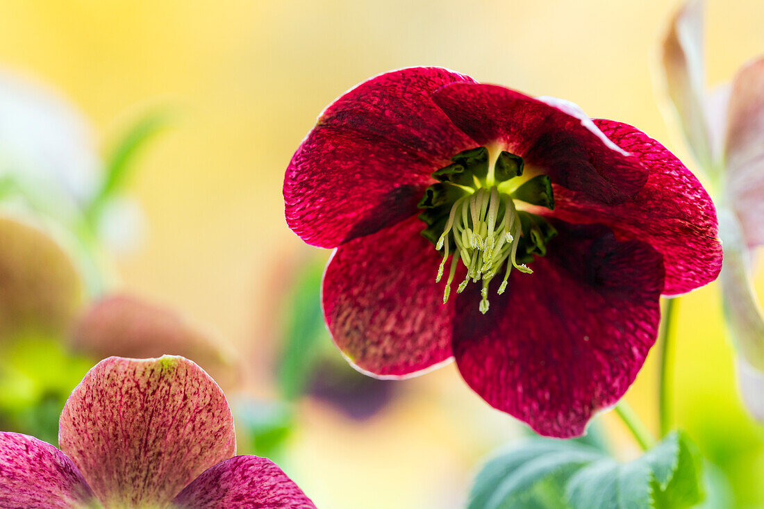 Helleborus orientalis, rot