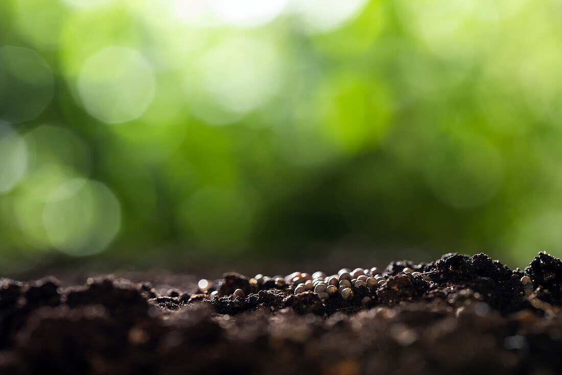 Seeds spread on soil