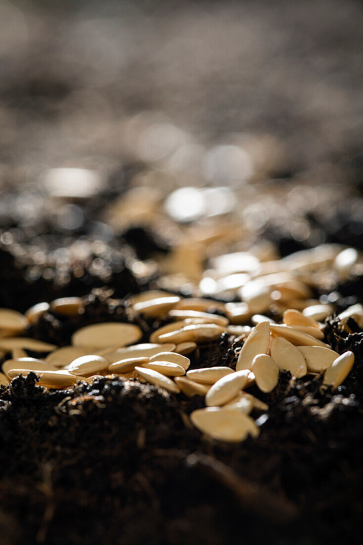 Samen auf Erde verteilt