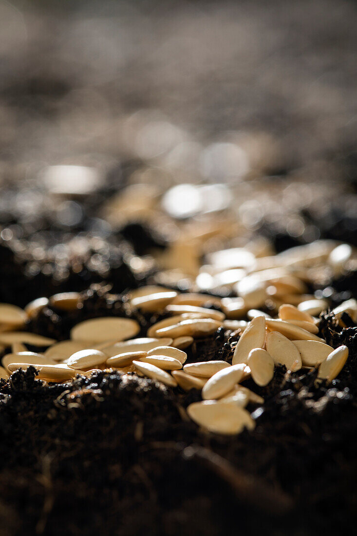 Seeds spread on soil