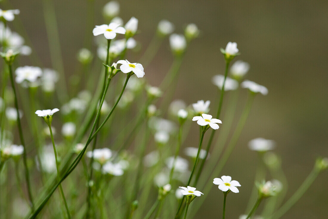 Androsace septentrionalis