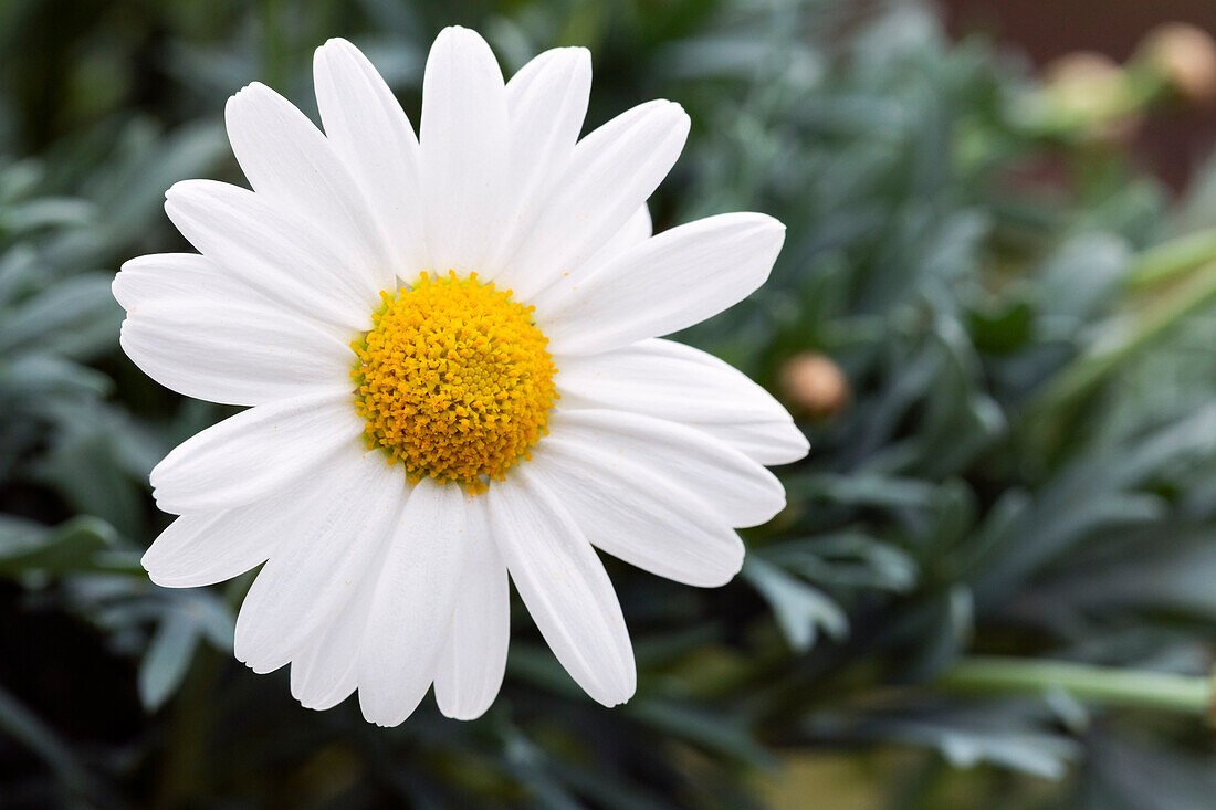 Argyranthemum frutescens