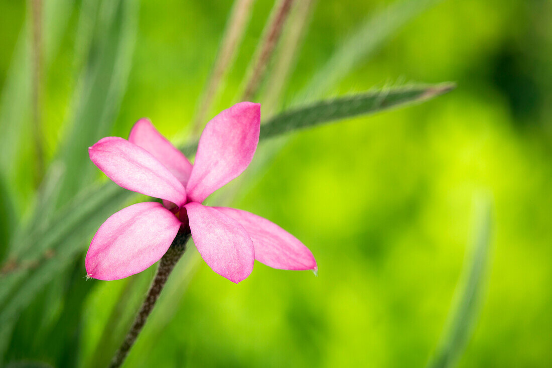 Rhodohypoxis baurii