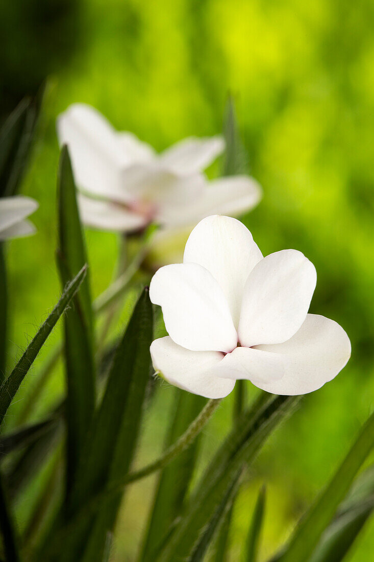 Rhodohypoxis baurii, weiß