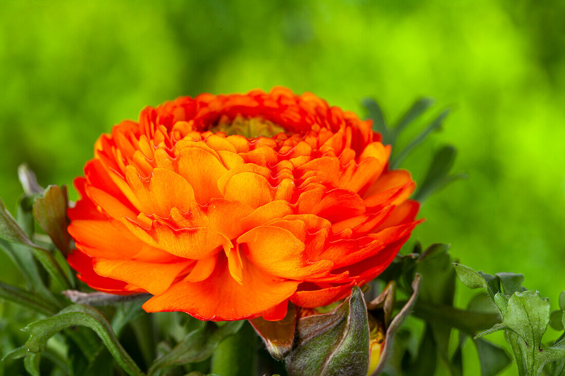Ranunculus asiaticus, orange