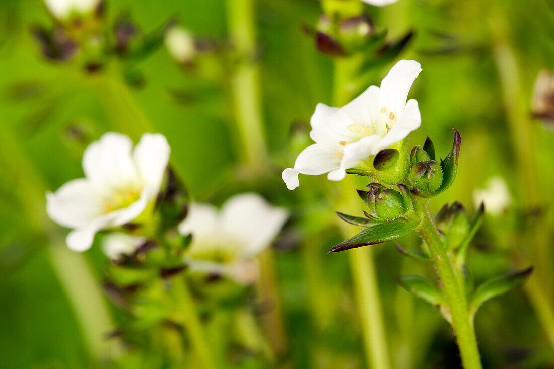 Saxifraga x arendsii, white