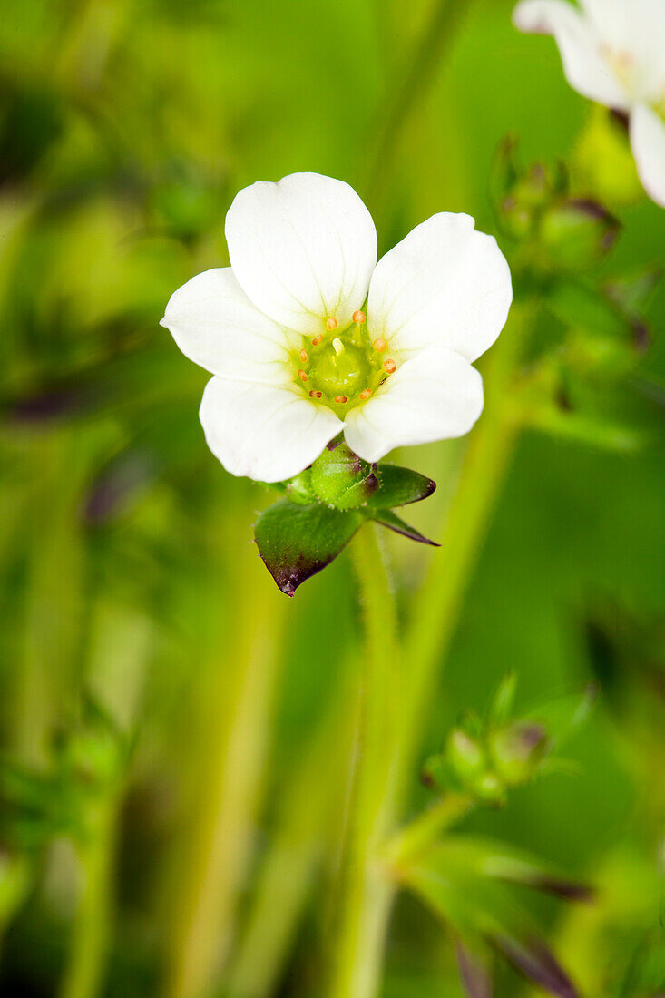 Saxifraga x arendsii, white