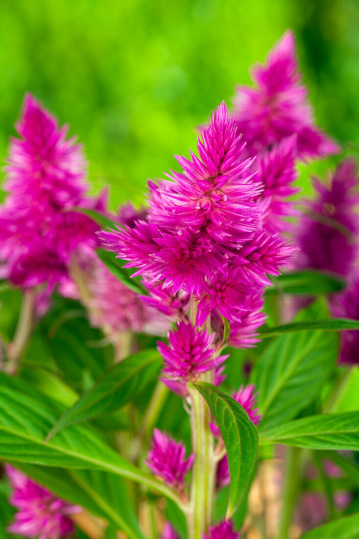 Celosia argentea