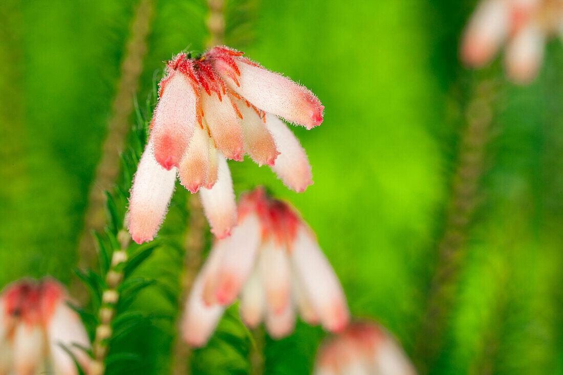 Erica cerinthoides