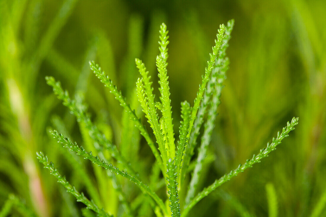Santolina viridis