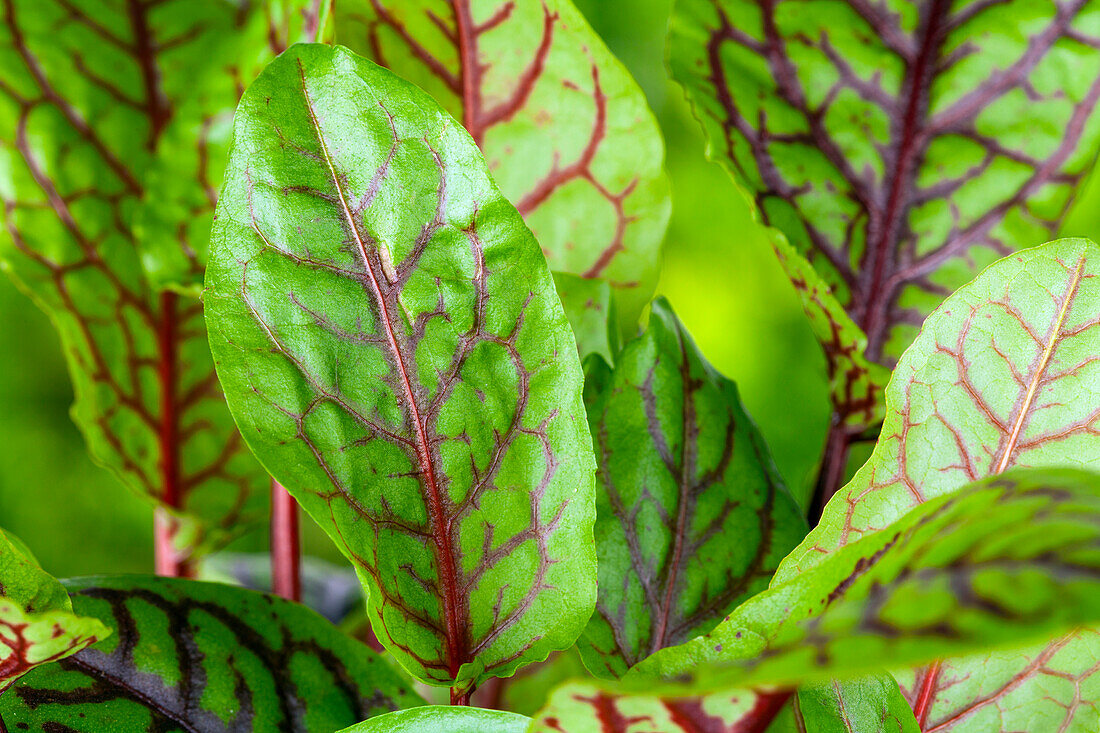 Rumex acetosa