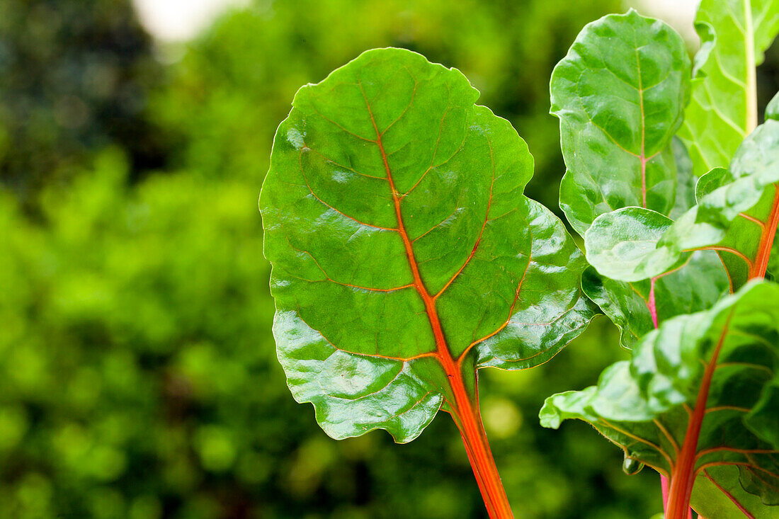 Beta vulgaris var. cicla