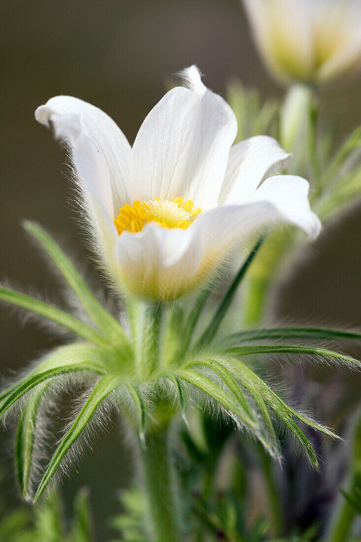 Pulsatilla vulgaris