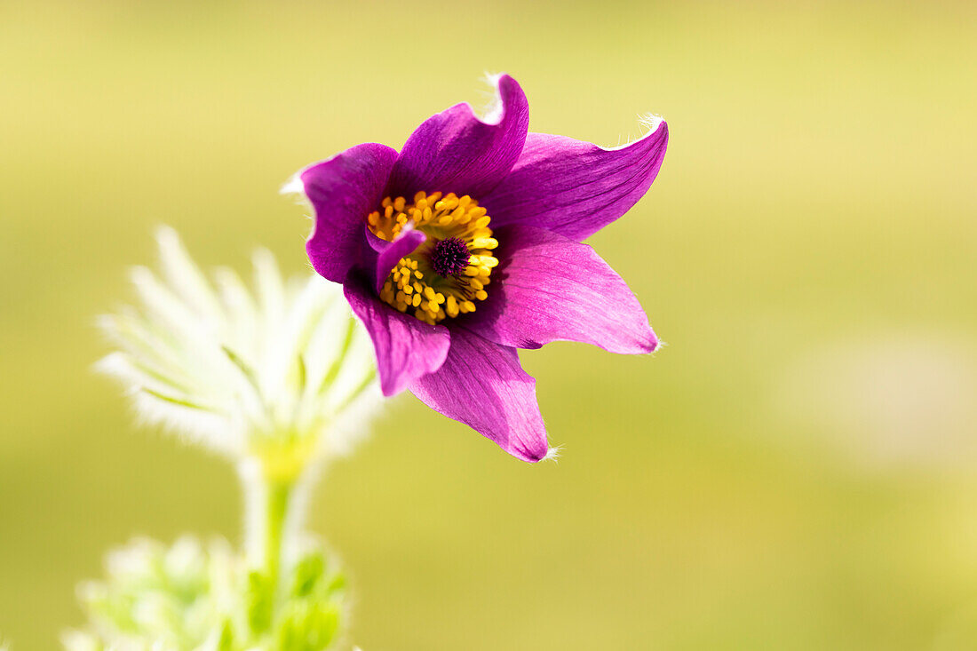 Pulsatilla vulgaris, violet