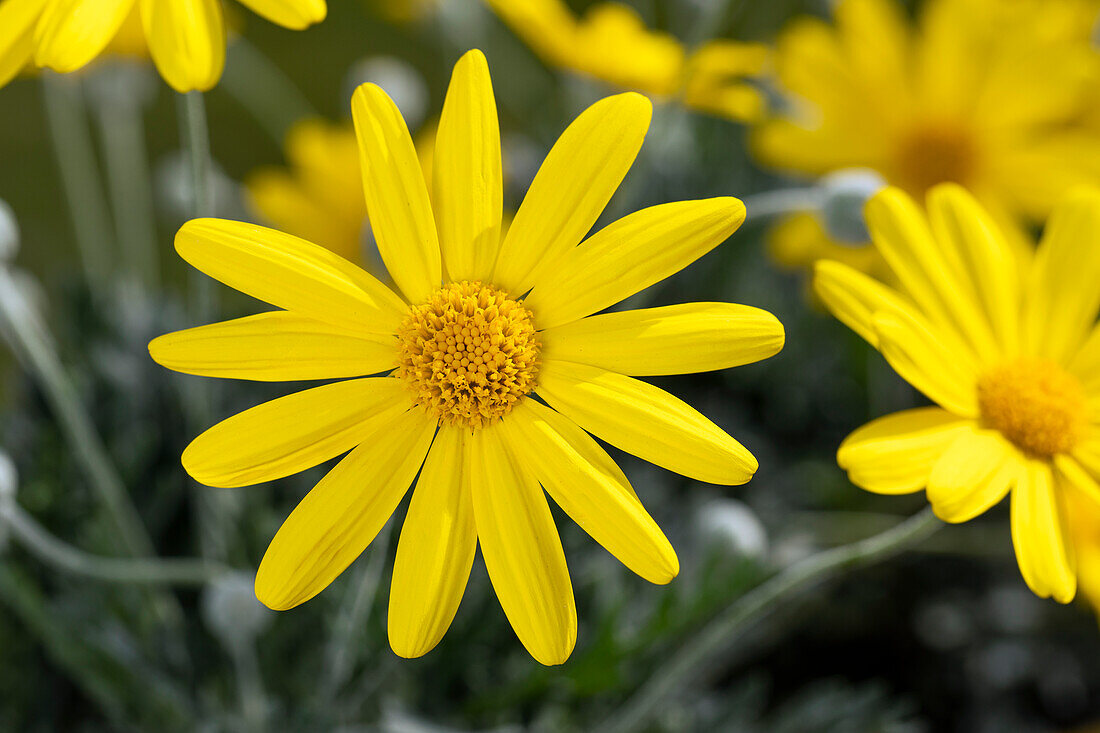 Euryops chrysanthemoides 'Sonnenschein' (Sunshine)