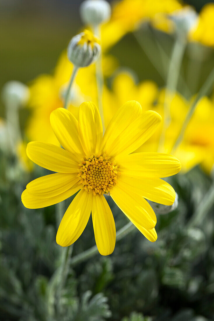 Euryops chrysanthemoides 'Sonnenschein'