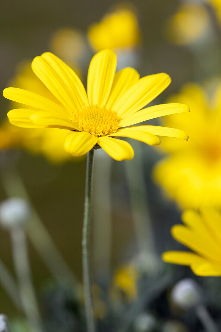 Euryops chrysanthemoides 'Sonnenschein'