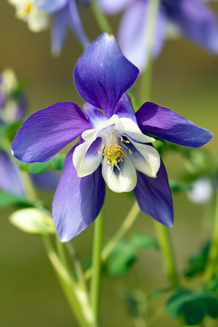 Aquilegia caerulea 'Spring Magic® Navy & White'