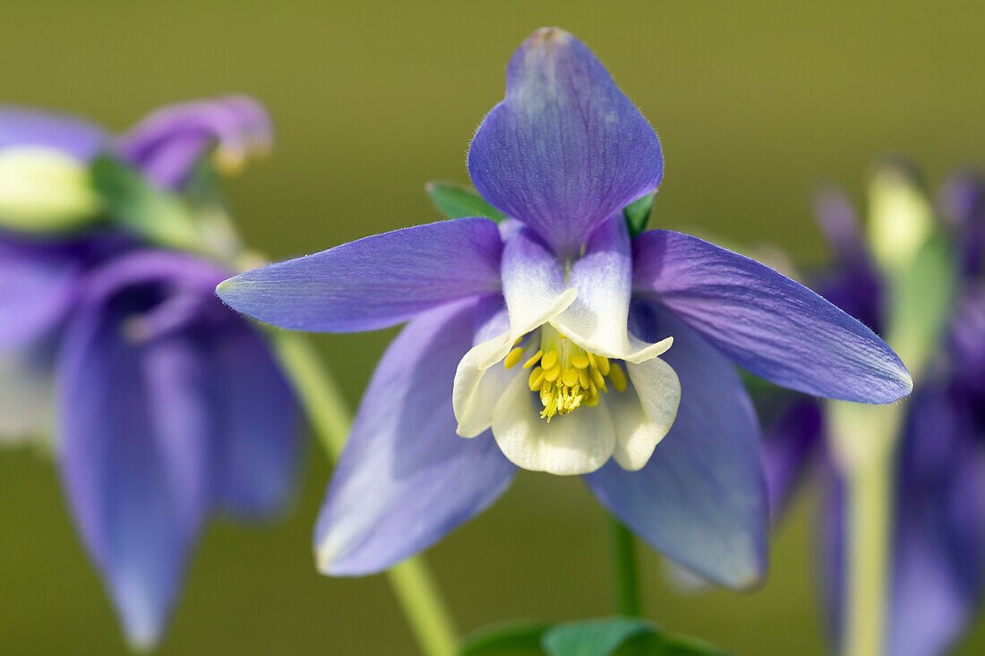 Aquilegia caerulea 'Spring Magic® Navy & White'