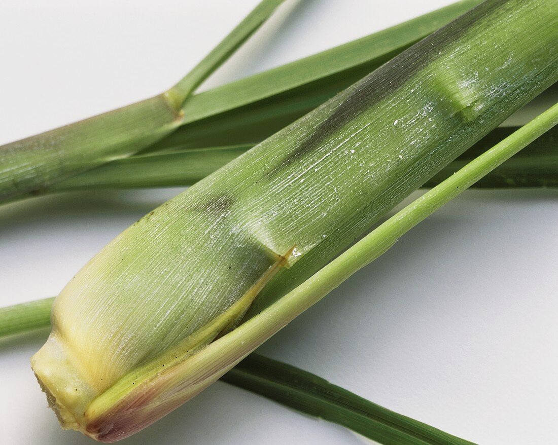 Lemon grass (close-up)