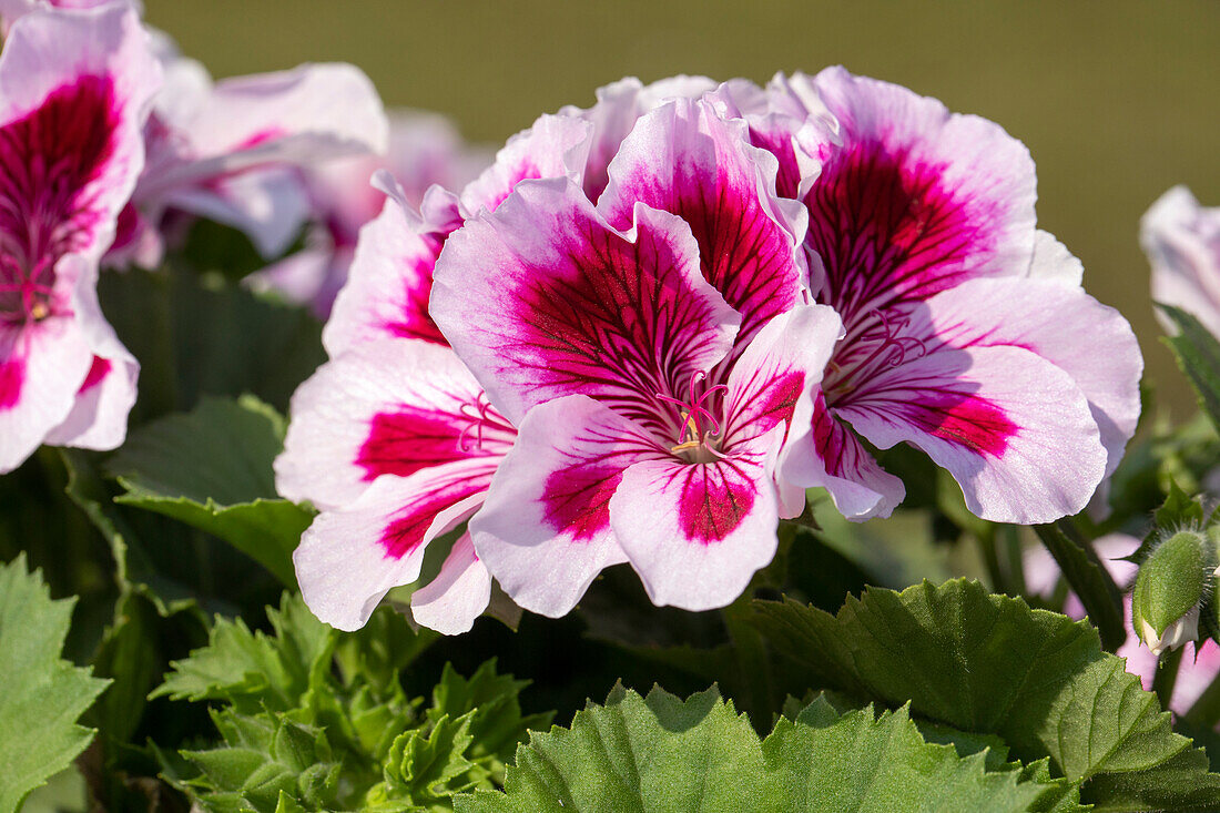 Pelargonium grandiflorum 'Regalia Lilac' Stamm