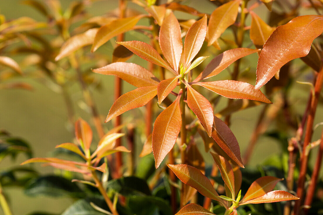 Pieris japonica 'Mountain Fire' Sense