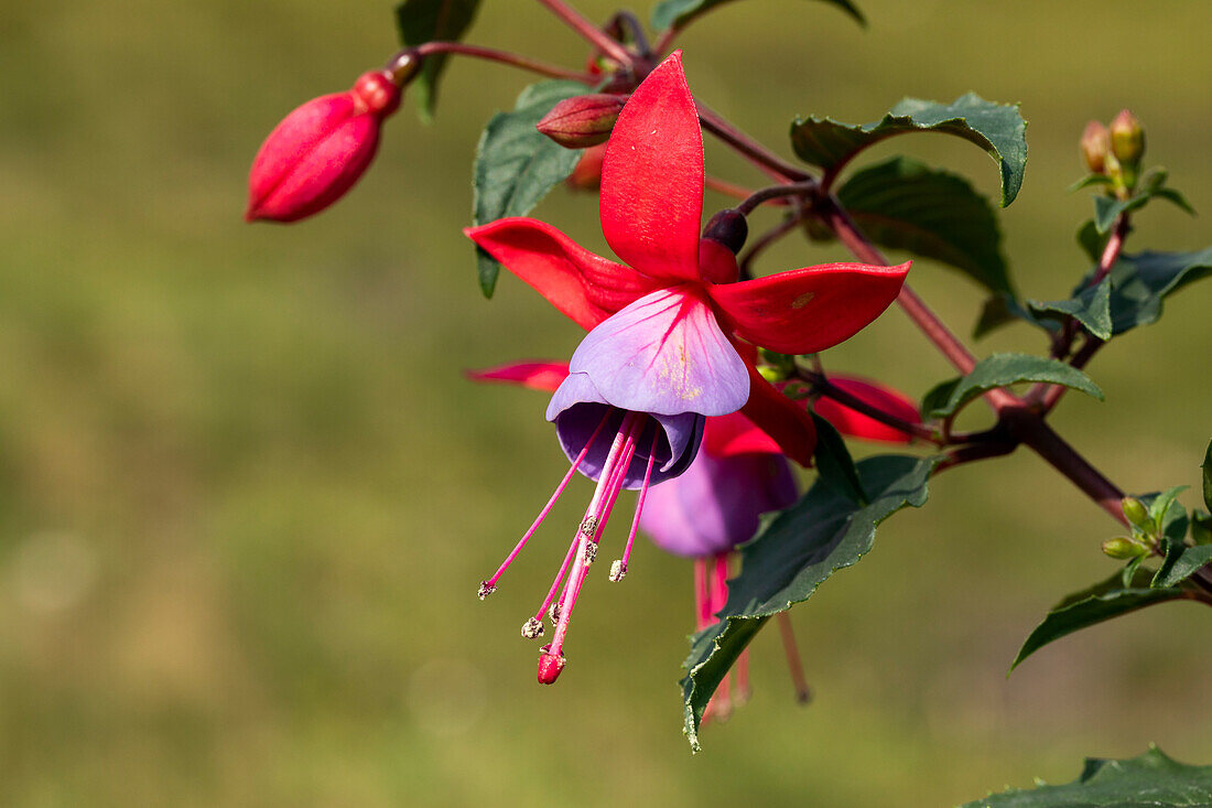 Fuchsia