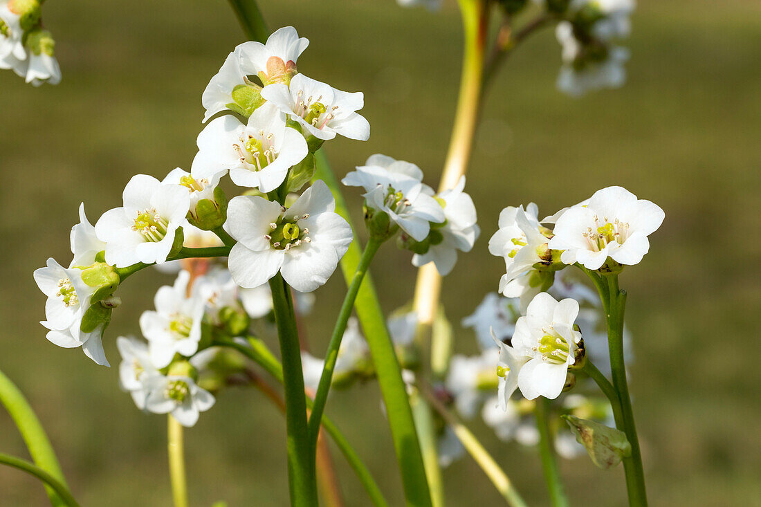 Bergenia cordifolia, white