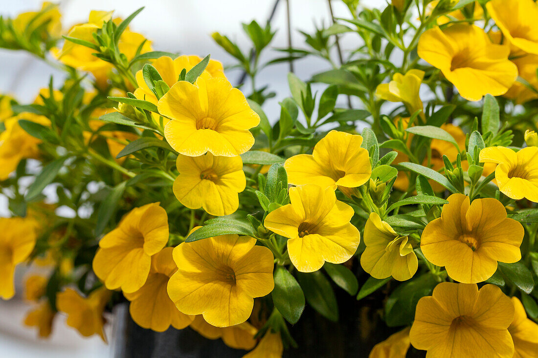 Calibrachoa 'MiniFamous™ Uno Yellow'