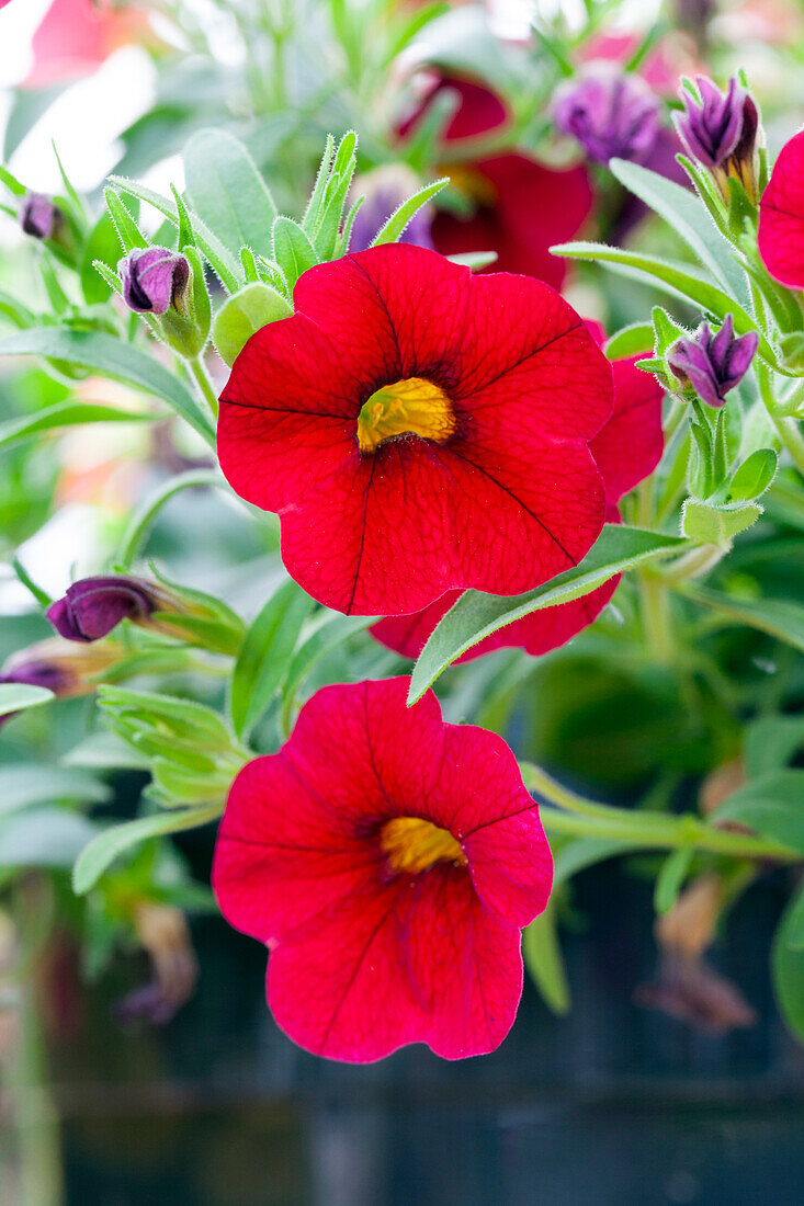 Calibrachoa 'MiniFamous™ Neo Sangria'