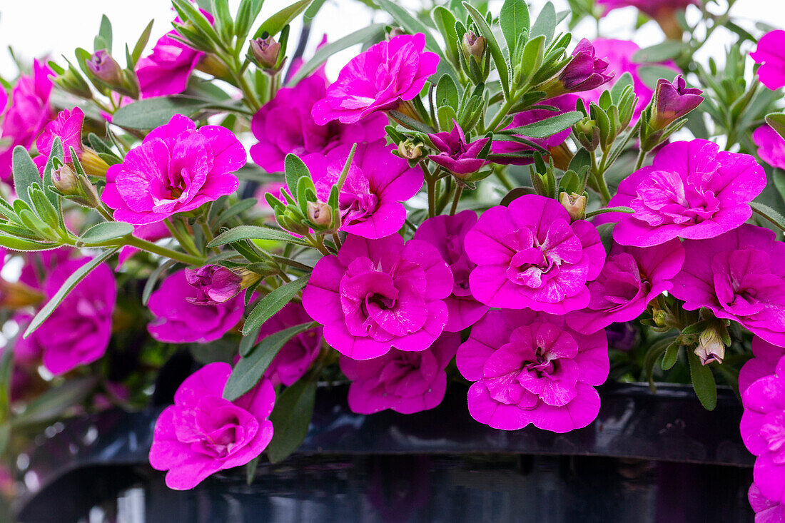 Calibrachoa 'MiniFamous™ Double Rose'