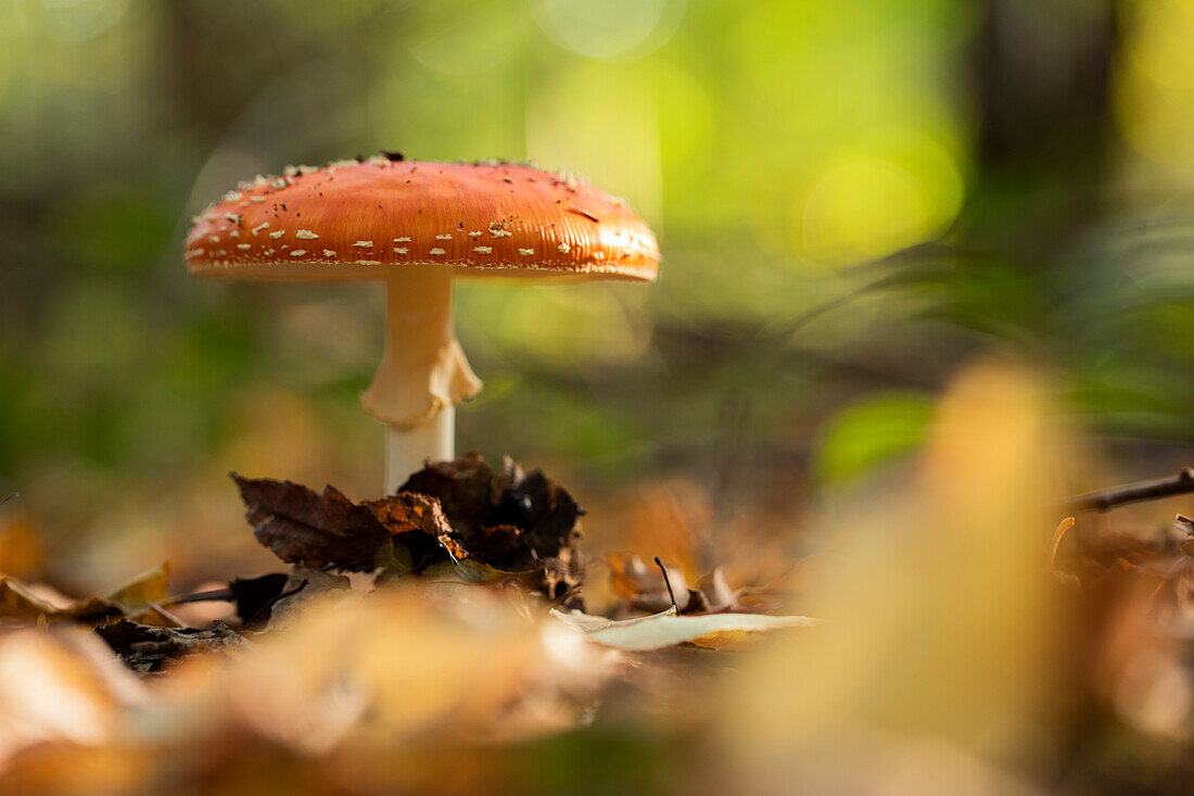 Toadstool