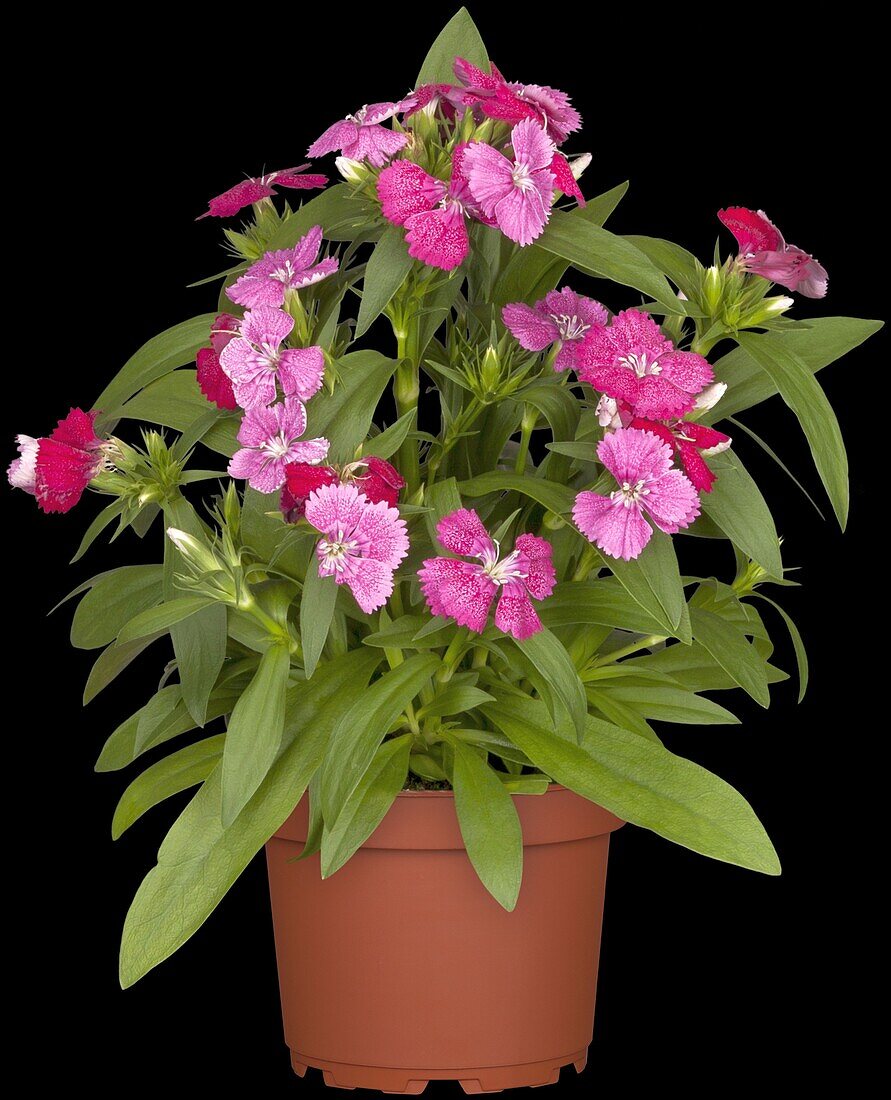 Dianthus (barbatus)