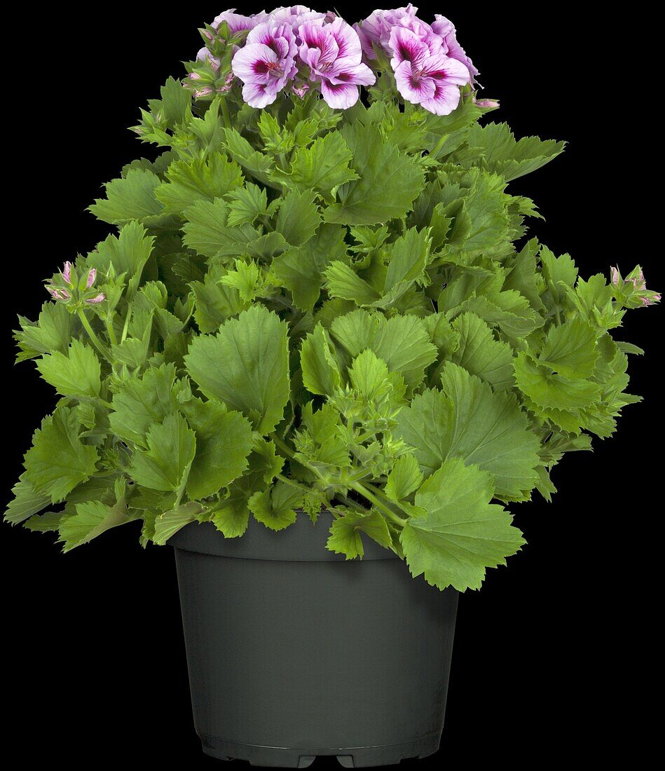 Pelargonium grandiflorum, purple