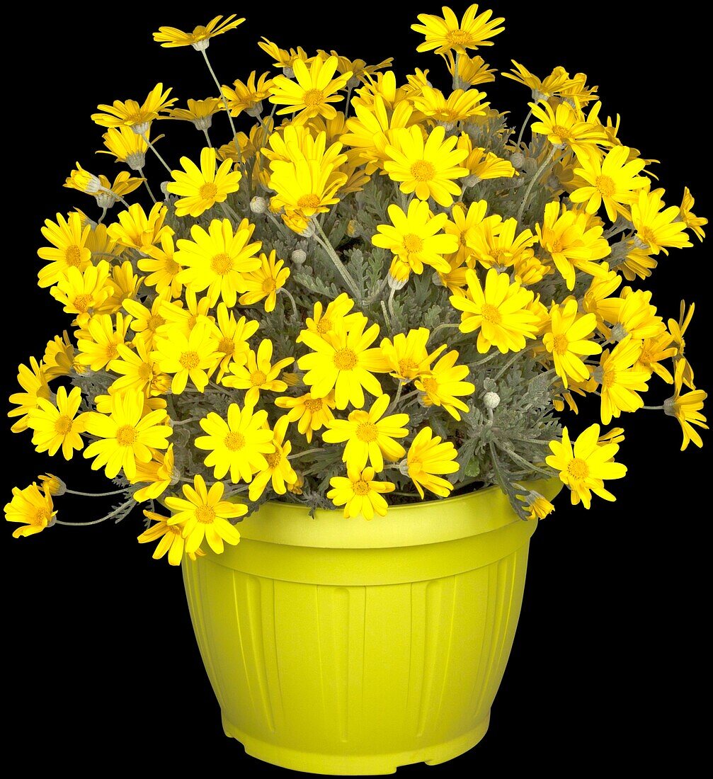 Euryops chrysanthemoides 'Sonnenschein' (Sunshine)