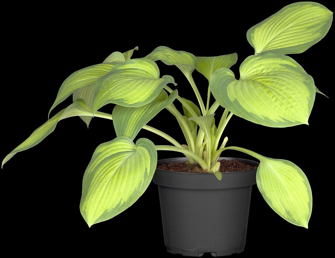 Hosta