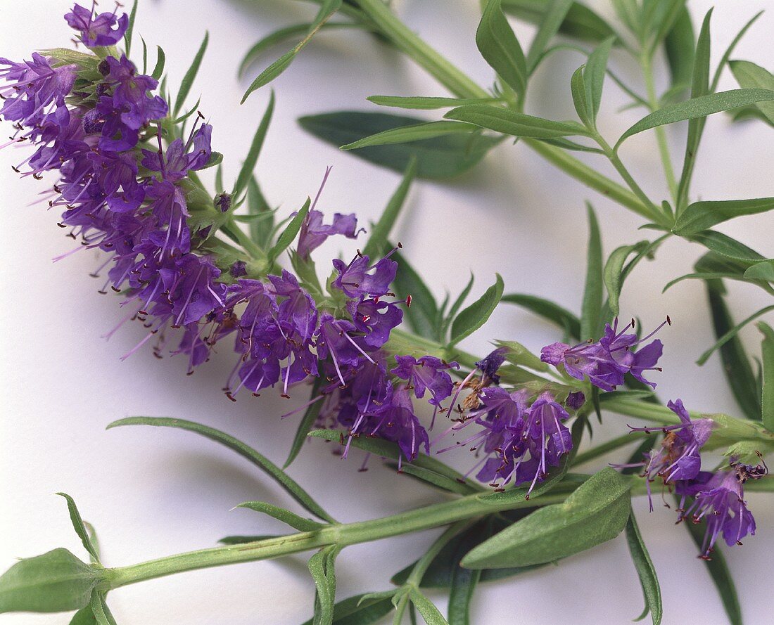 Fresh Hyssop with Blossoms