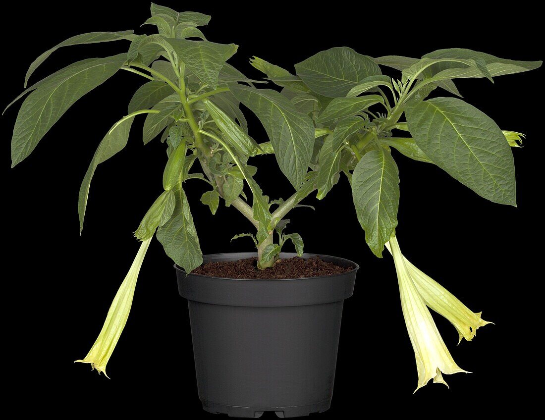 Brugmansia, weiß