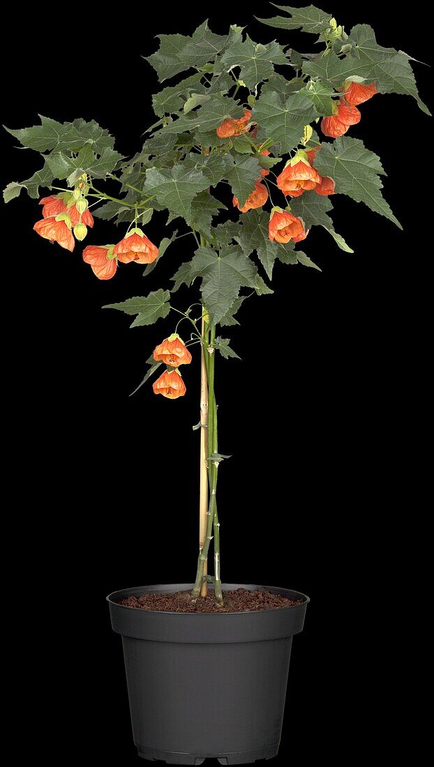 Abutilon, orange