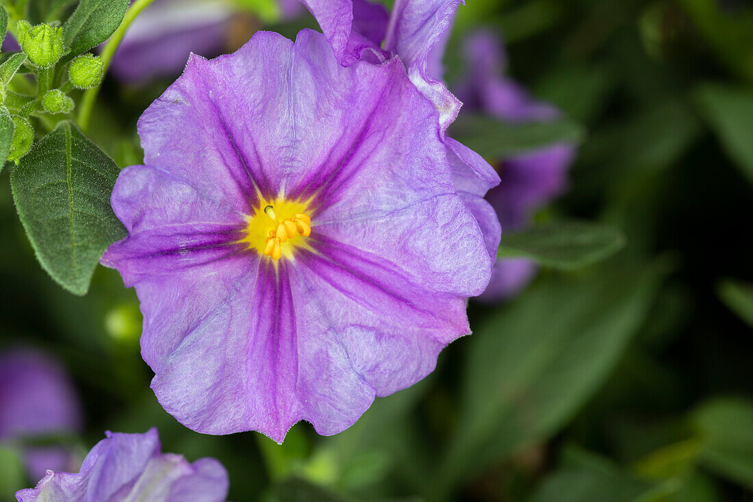 Solanum rantonnetii