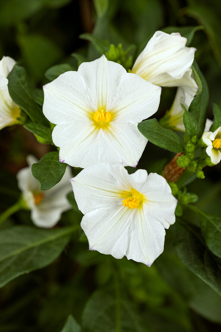 Solanum rantonnetii, weiß