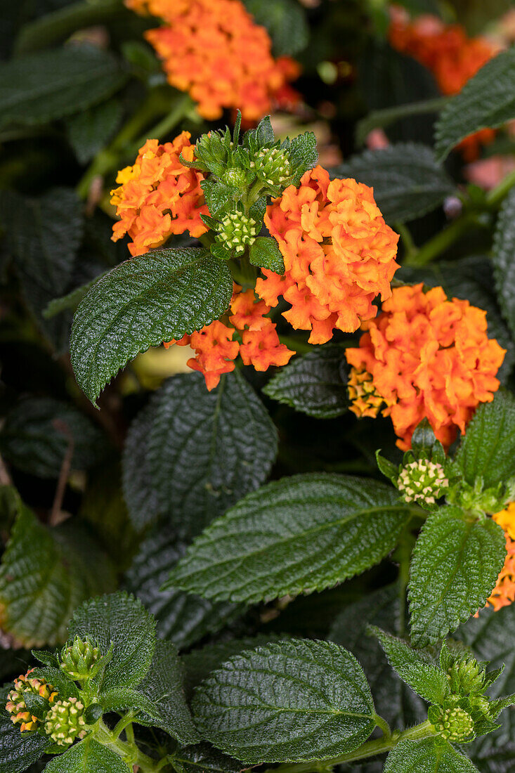 Lantana camara, orange