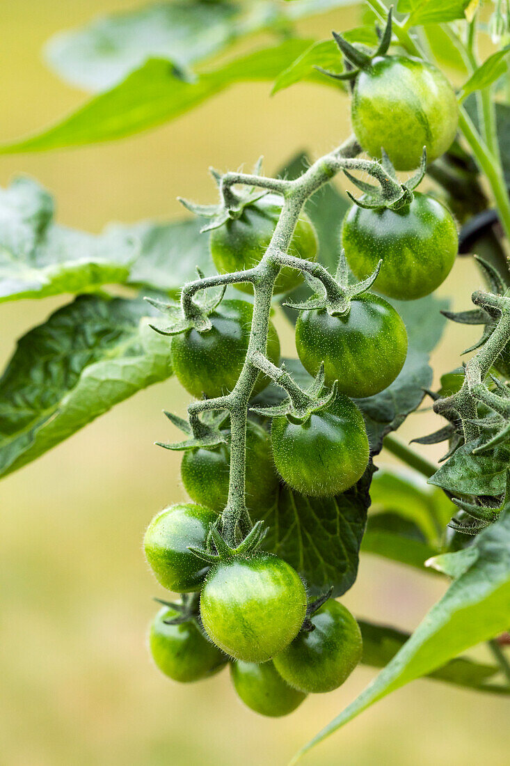 Solanum lycopersicum var. cerasiforme 'Berry'