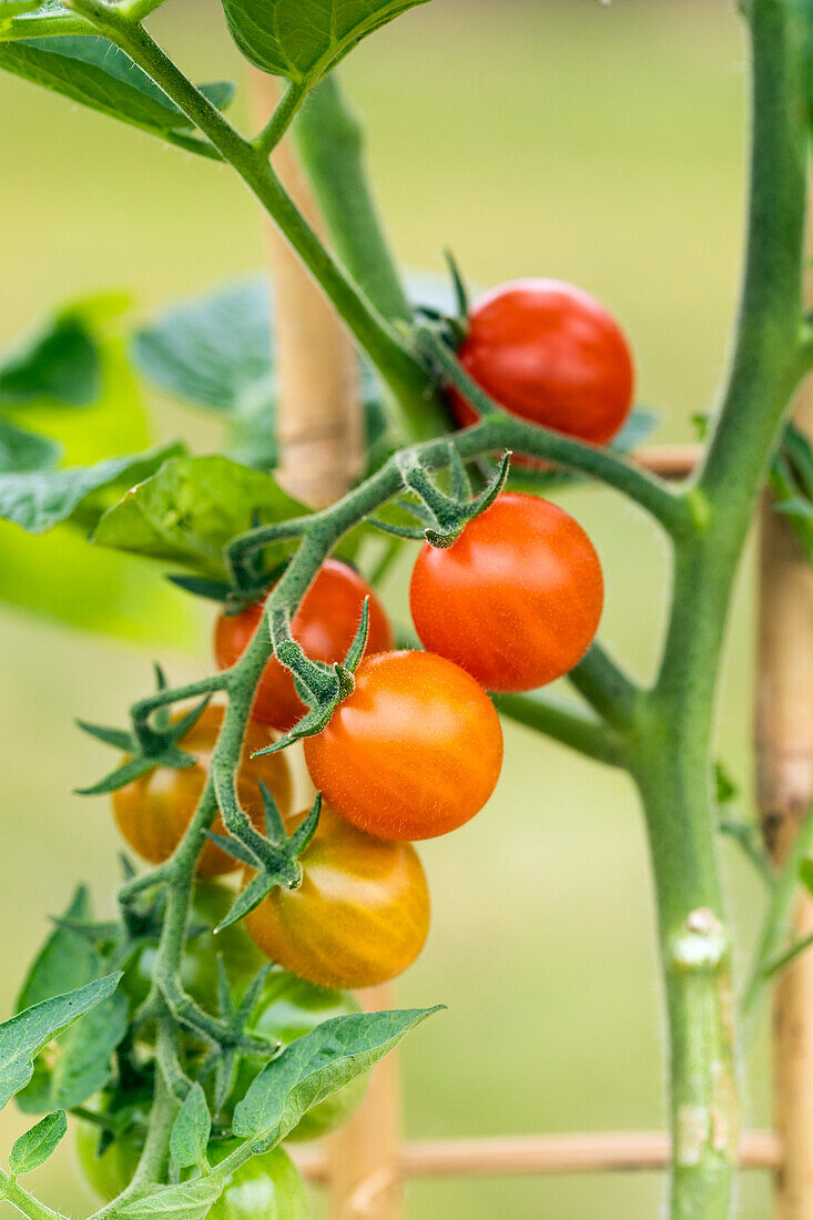 Solanum lycopersicum var. cerasiforme 'Berry'.