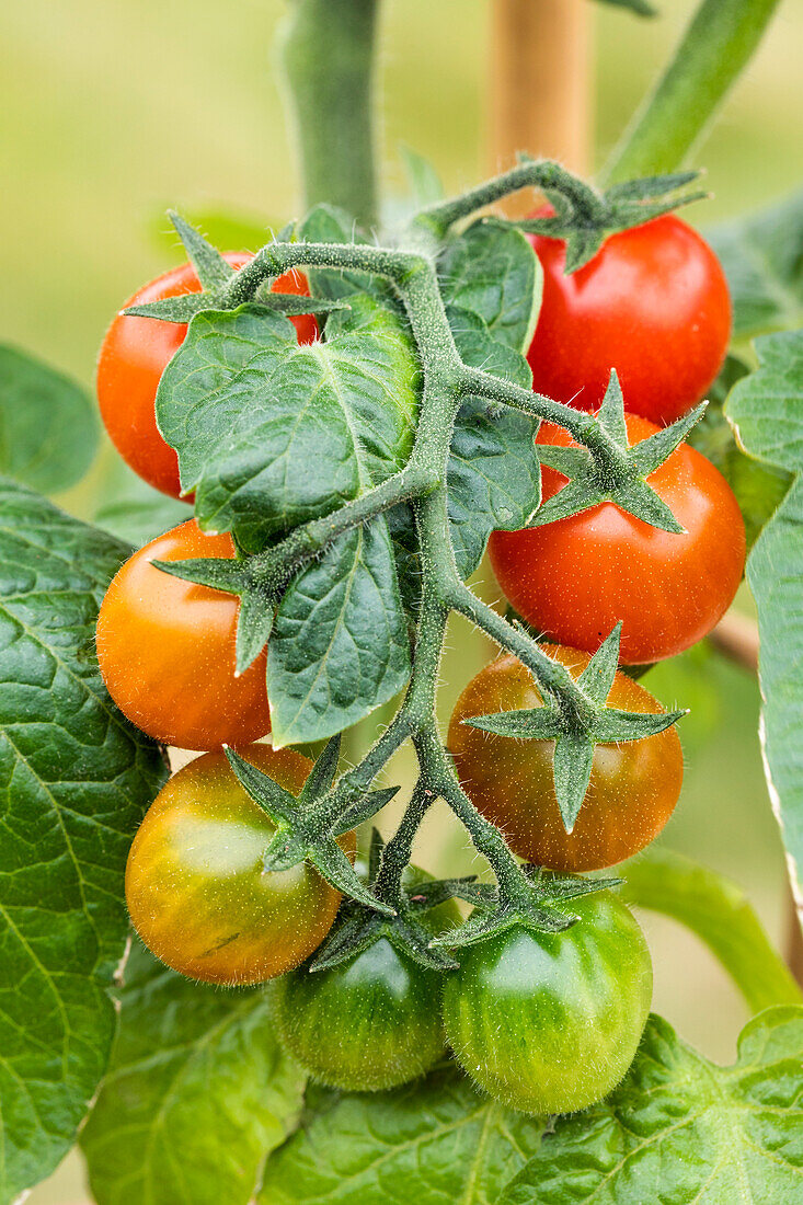 Solanum lycopersicum var. cerasiforme 'Berry'