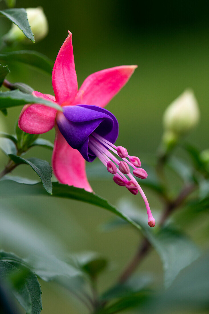 Fuchsia, pink-purple