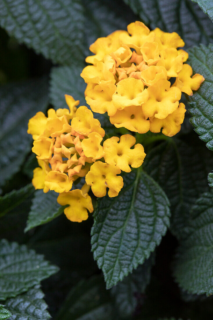 Lantana camara, gelb